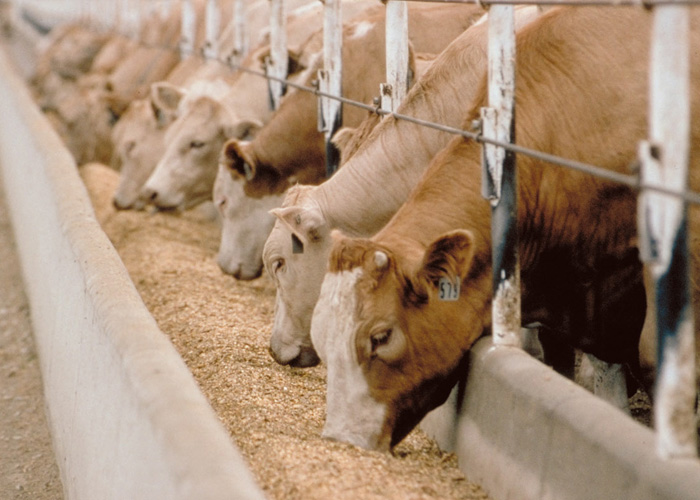 Преимущества кормления животных, плющеным консервированным зерном